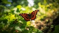 Comma butterfly in the morning in the garden