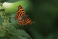 Comma butterfly on a nettle leaf. Royalty Free Stock Photo