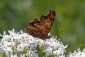 Comma butterfly (Nymphalis c-album, Polygonia c-album) Royalty Free Stock Photo