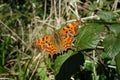 Comma Butterfly Royalty Free Stock Photo