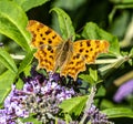 A comma butterfly perched on a buddleia bush. Royalty Free Stock Photo