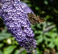 Buddleia flower cyme with a comma butterfly with folded wings Royalty Free Stock Photo