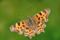 Comma butterfly (Polygonia C-album)