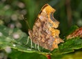 Comma butterfly (Polygonia c-album) Royalty Free Stock Photo