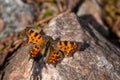 Comma Butterfly - Polygonia c-album, beautiful brushfoot butterfly