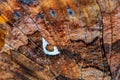 Comma Butterfly - Polygonia c-album Royalty Free Stock Photo