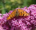 Comma butterfly Polygonia c-album on Buddleia Royalty Free Stock Photo