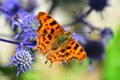 Comma Butterfly  - Polygonia c-album Royalty Free Stock Photo