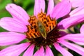 Comma Butterfly  - Polygonia c-album Royalty Free Stock Photo