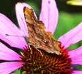 Comma Butterfly  - Polygonia c-album Royalty Free Stock Photo