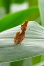 Comma Butterfly  - Polygonia c-album Royalty Free Stock Photo