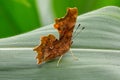 Comma Butterfly  - Polygonia c-album Royalty Free Stock Photo