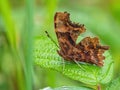 Comma Butterfly - Polygonia c-album f. hutchinsoni resting on a leaf