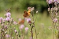 Comma butterfly (Polygonia c-album). Royalty Free Stock Photo