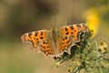 Comma butterfly, Polygonia c-album