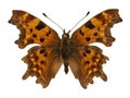 Isolated Comma butterfly Royalty Free Stock Photo