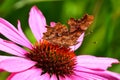 Comma Butterfly  - Polygonia c-album Royalty Free Stock Photo