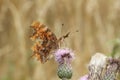 A Comma Butterfly Polygonia c-album, nectaring on a thistle flower.