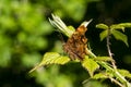 Comma Butterfly Polygonia c-album Royalty Free Stock Photo