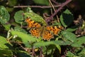 Comma Butterfly Polygonia c-album Royalty Free Stock Photo