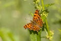 Comma butterfly resting on herb Royalty Free Stock Photo