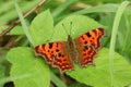 A Comma Butterfly Polygonia c-album perched on a leaf. Royalty Free Stock Photo