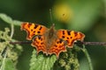 A pretty Comma Butterfly, Polygonia c-album, perched on a stinging nettle plant. Royalty Free Stock Photo