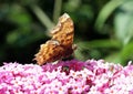 Comma butterfly Polygonia c-album on Buddleia Royalty Free Stock Photo