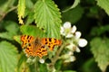 Comma butterfly (Polygonia c-album) Royalty Free Stock Photo