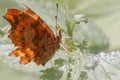 Comma butterfly (Polygonia c-album) resting on a leaf Royalty Free Stock Photo