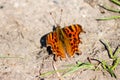 A Comma butterfly Polygonia c-album resting on a patch of dried ground Royalty Free Stock Photo