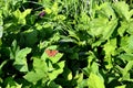 Comma Butterfly Polygonia c-album resting side view Royalty Free Stock Photo