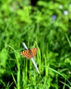 Butterfly Polygonia c-album resting side view Royalty Free Stock Photo