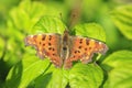 Comma butterfly Polygonia c-album resting side view Royalty Free Stock Photo