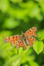 Comma butterfly Polygonia c-album resting side view Royalty Free Stock Photo