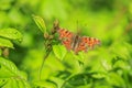 Comma butterfly Polygonia c-album resting side view Royalty Free Stock Photo