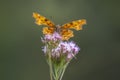 Comma butterfly Polygonia c-album resting side view Royalty Free Stock Photo