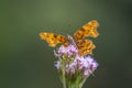 Comma butterfly Polygonia c-album resting side view Royalty Free Stock Photo