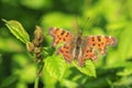 Comma butterfly Polygonia c-album resting side view Royalty Free Stock Photo