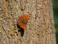 Comma butterfly Polygonia c-album resting on tree trunk Royalty Free Stock Photo