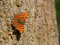 Comma butterfly Polygonia c-album resting on tree trunk Royalty Free Stock Photo