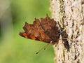 Comma butterfly Polygonia c-album resting on tree trunk Royalty Free Stock Photo