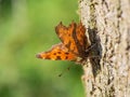 Comma butterfly Polygonia c-album resting on tree trunk Royalty Free Stock Photo