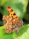 Comma Butterfly (Polygonia c-album) sitting on leaf Royalty Free Stock Photo