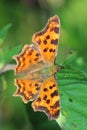 Comma Butterfly (Polygonia c-album) sitting on leaf Royalty Free Stock Photo