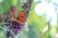 Comma butterfly or Polygonia C Album Royalty Free Stock Photo