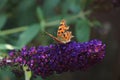 Comma butterfly or Polygonia C Album Royalty Free Stock Photo