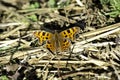 A Comma Butterfly - Polygonia-c-Album In A Sunlit Meadow