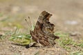 Comma Butterfly Royalty Free Stock Photo