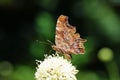 The comma butterfly , Polygonia c-album